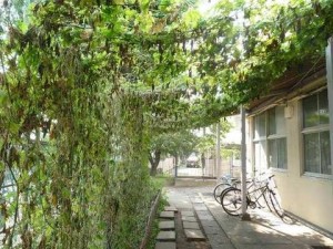 撤去直前の緑のカーテン